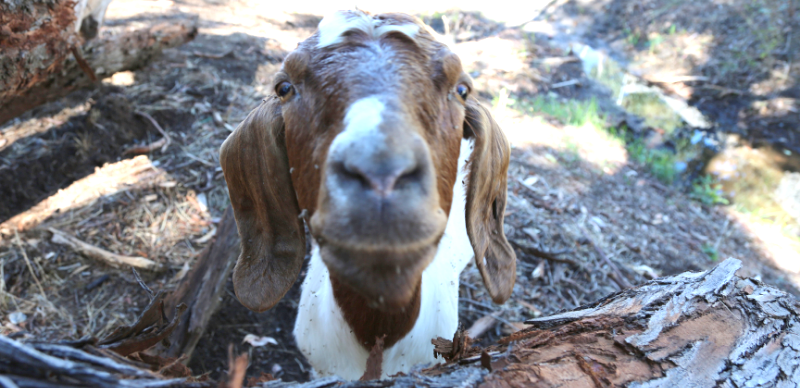 A close-up photograph of a goat