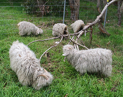 A photograph of boer goats eating weeds in a pen